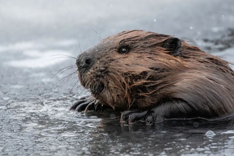 Beaver - Canada