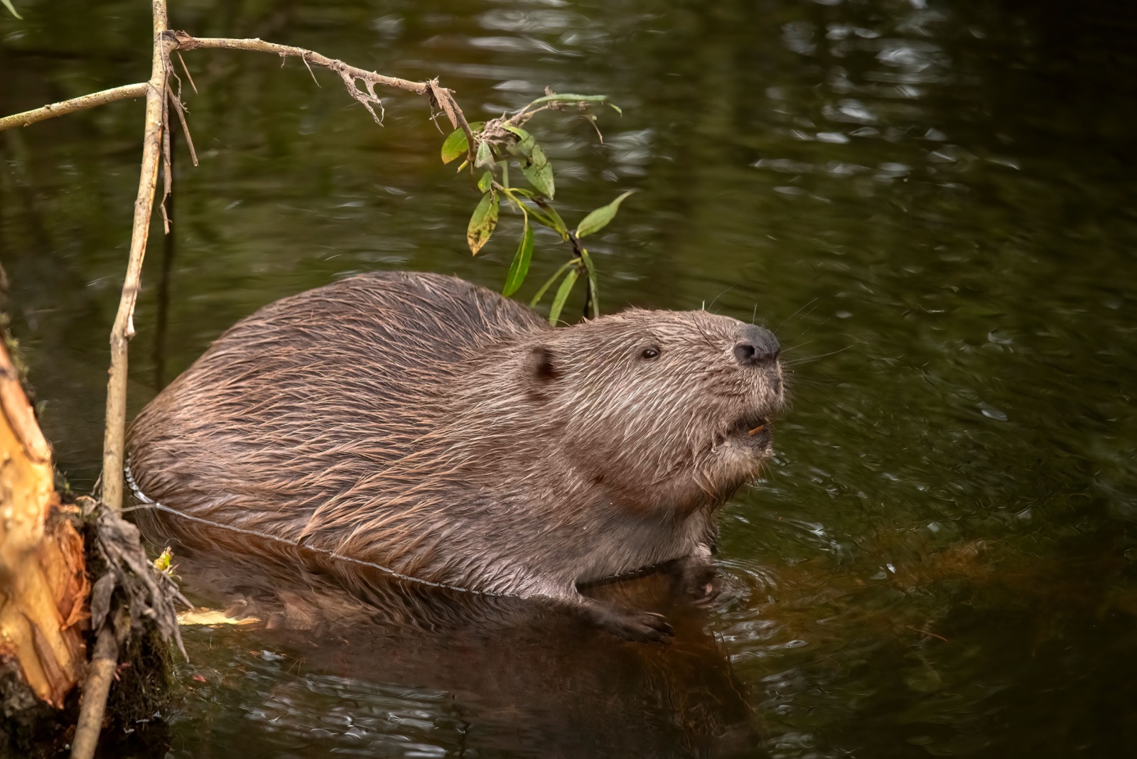 Beaver