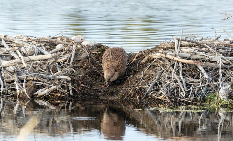 Beavers and Dams