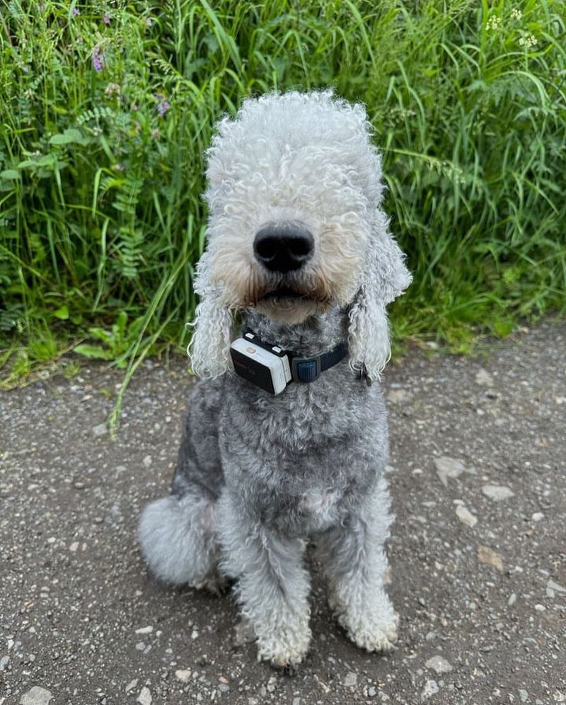 Bedlington Terrier