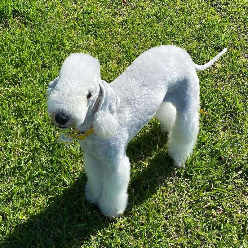 Bedlington Terrier