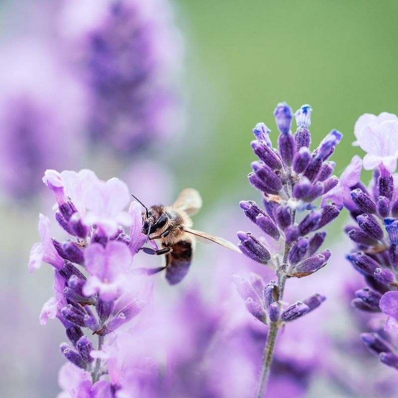 Bee-Friendly Gardens