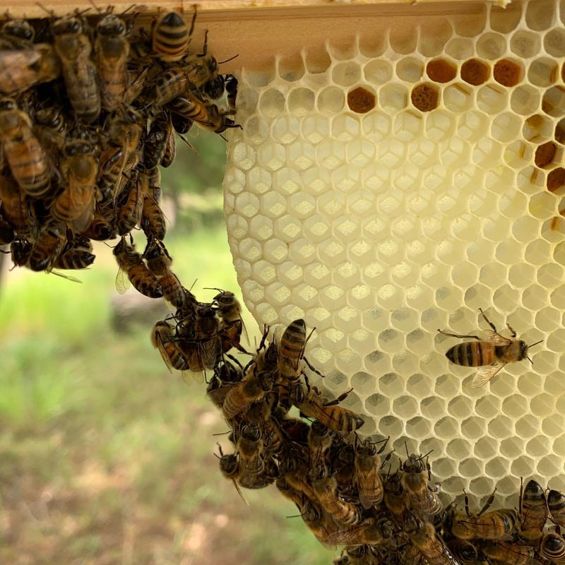 Bee Genetics and Breeding