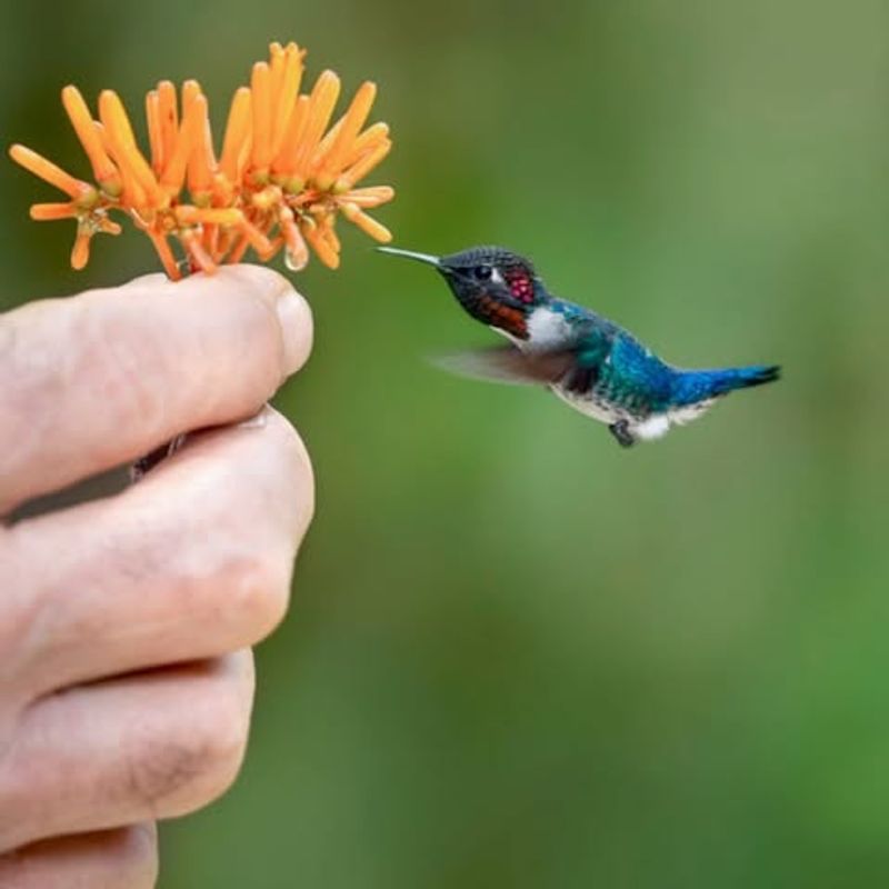 Bee Hummingbird