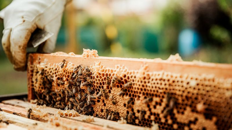 Beekeeping Practices