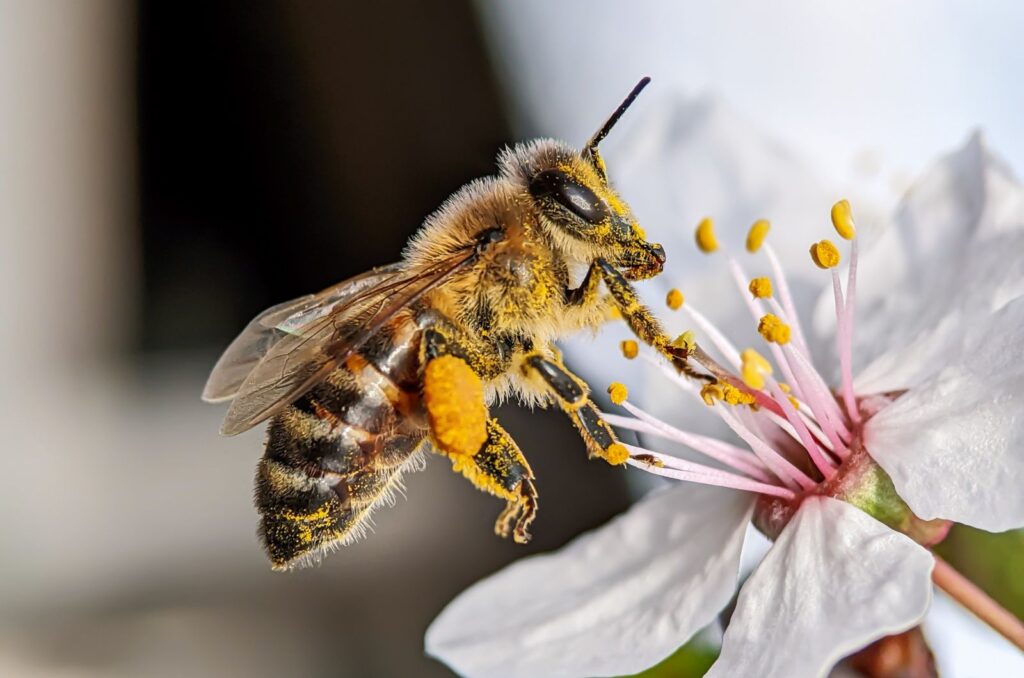 Bees And Flowering Plants