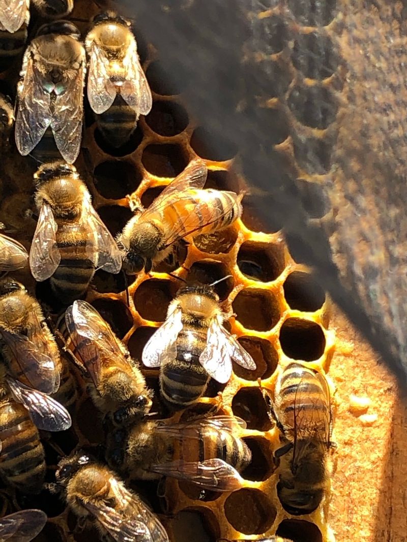 Bees in Mythology and Culture