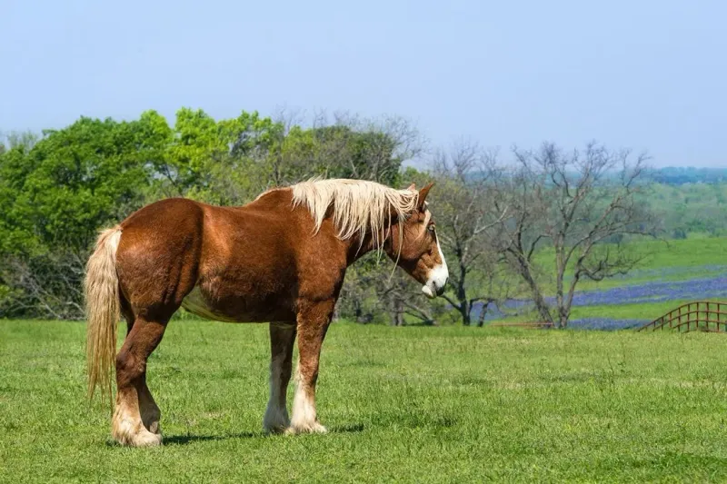 Belgian Draft Horse