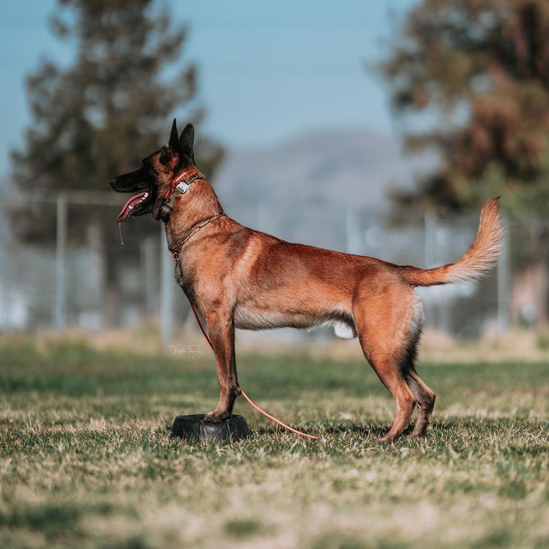 Belgian Malinois