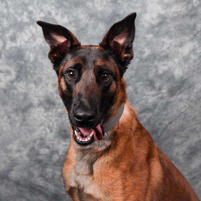 Belgian Malinois