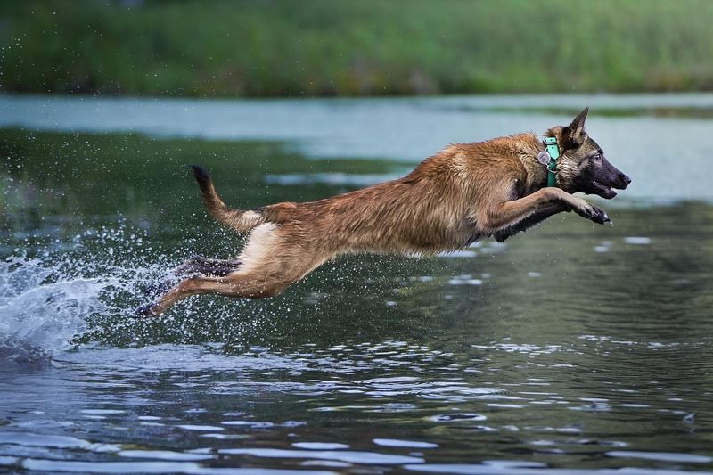 Belgian Malinois