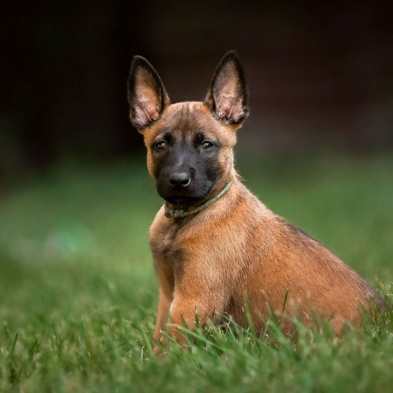 Belgian Malinois