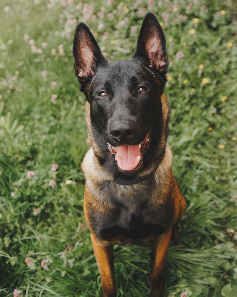 Belgian Malinois