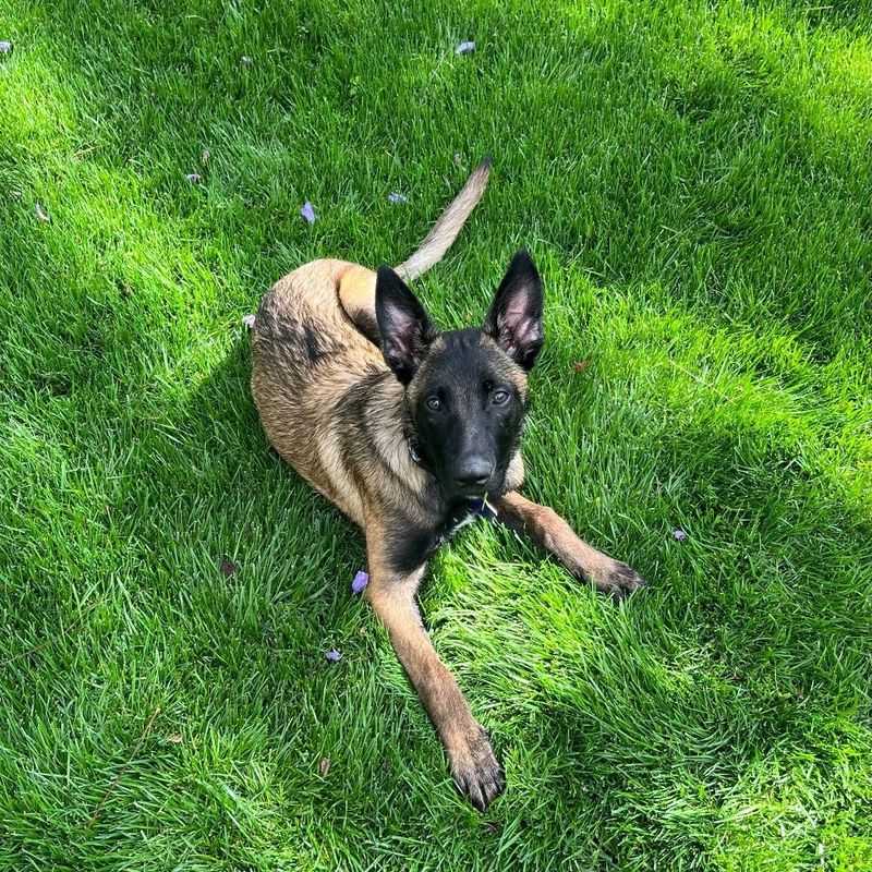 Belgian Malinois