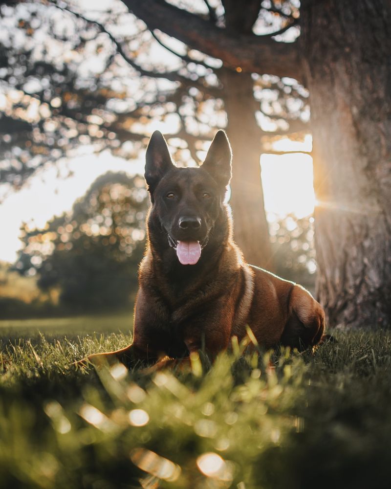 Belgian Malinois