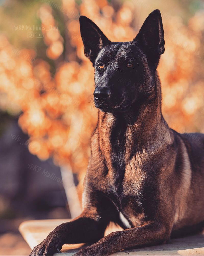 Belgian Malinois