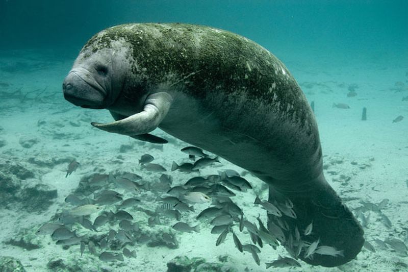 Belize Barrier Reef, Belize