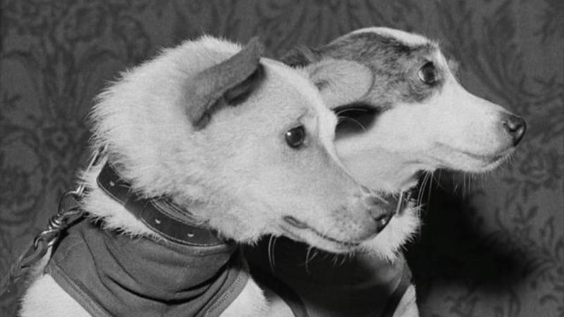 Belka and Strelka the Dogs