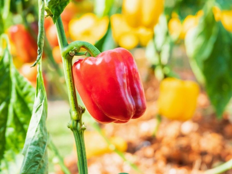 Bell Peppers