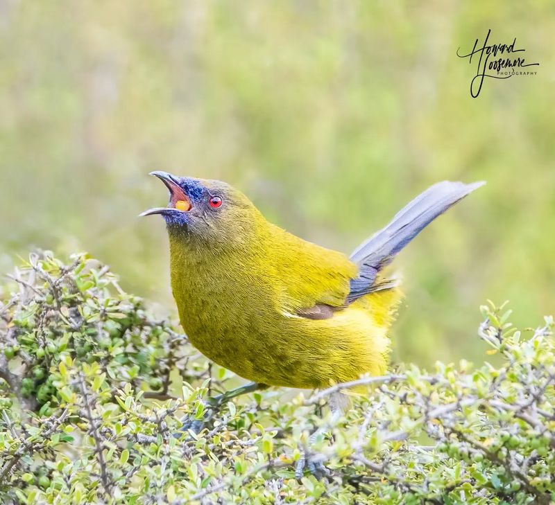 Bellbird