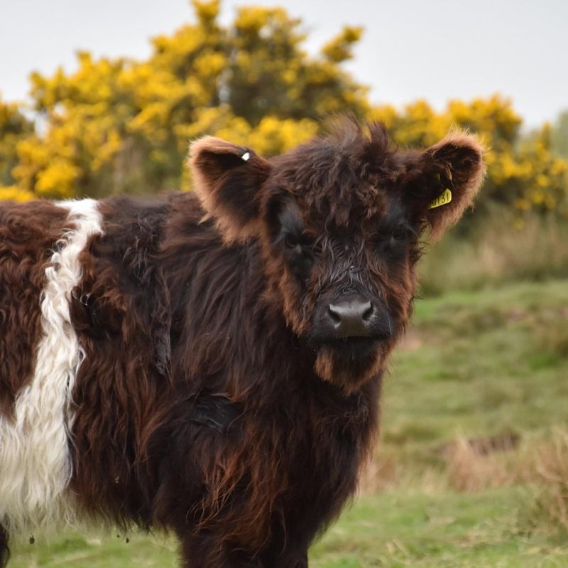 Belted Galloway