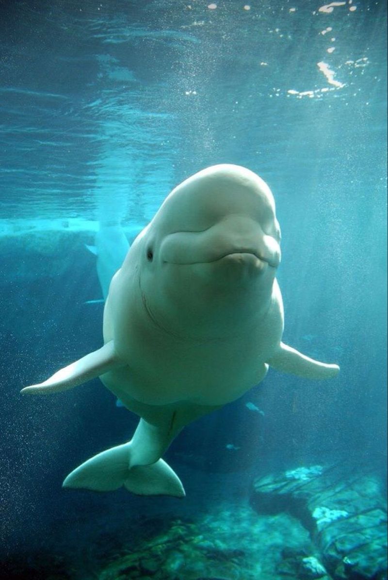 Beluga Whale