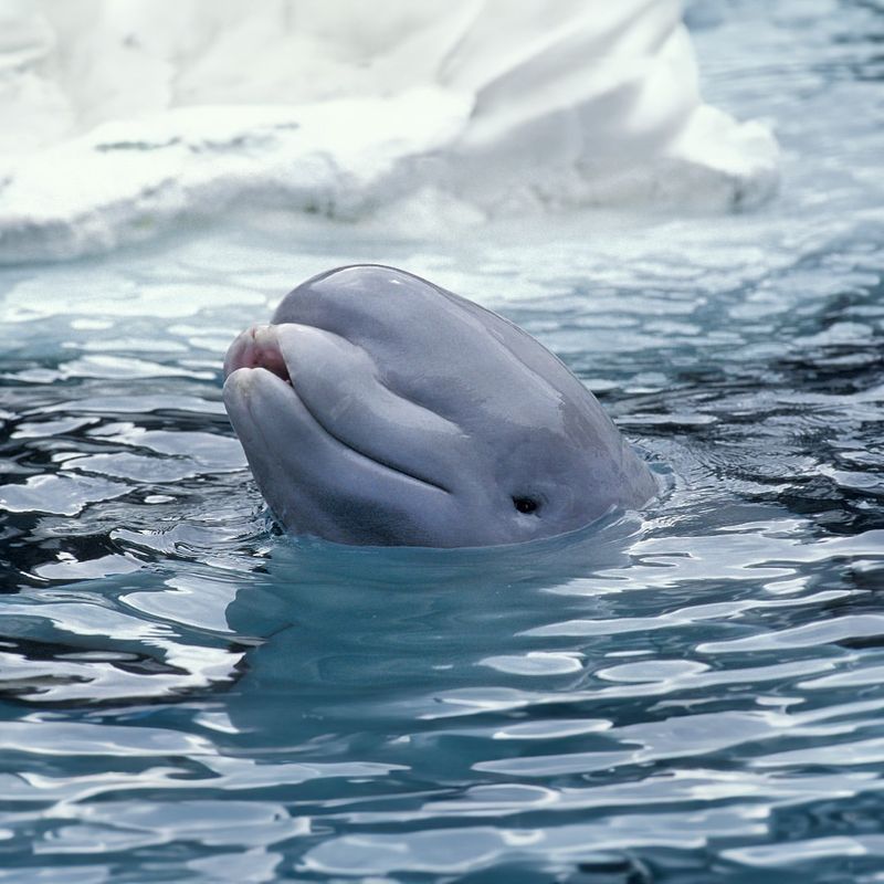 Beluga Whale