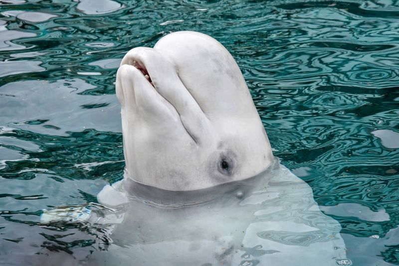 Beluga Whale