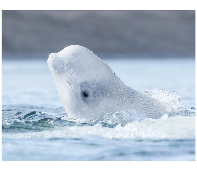 Beluga Whale