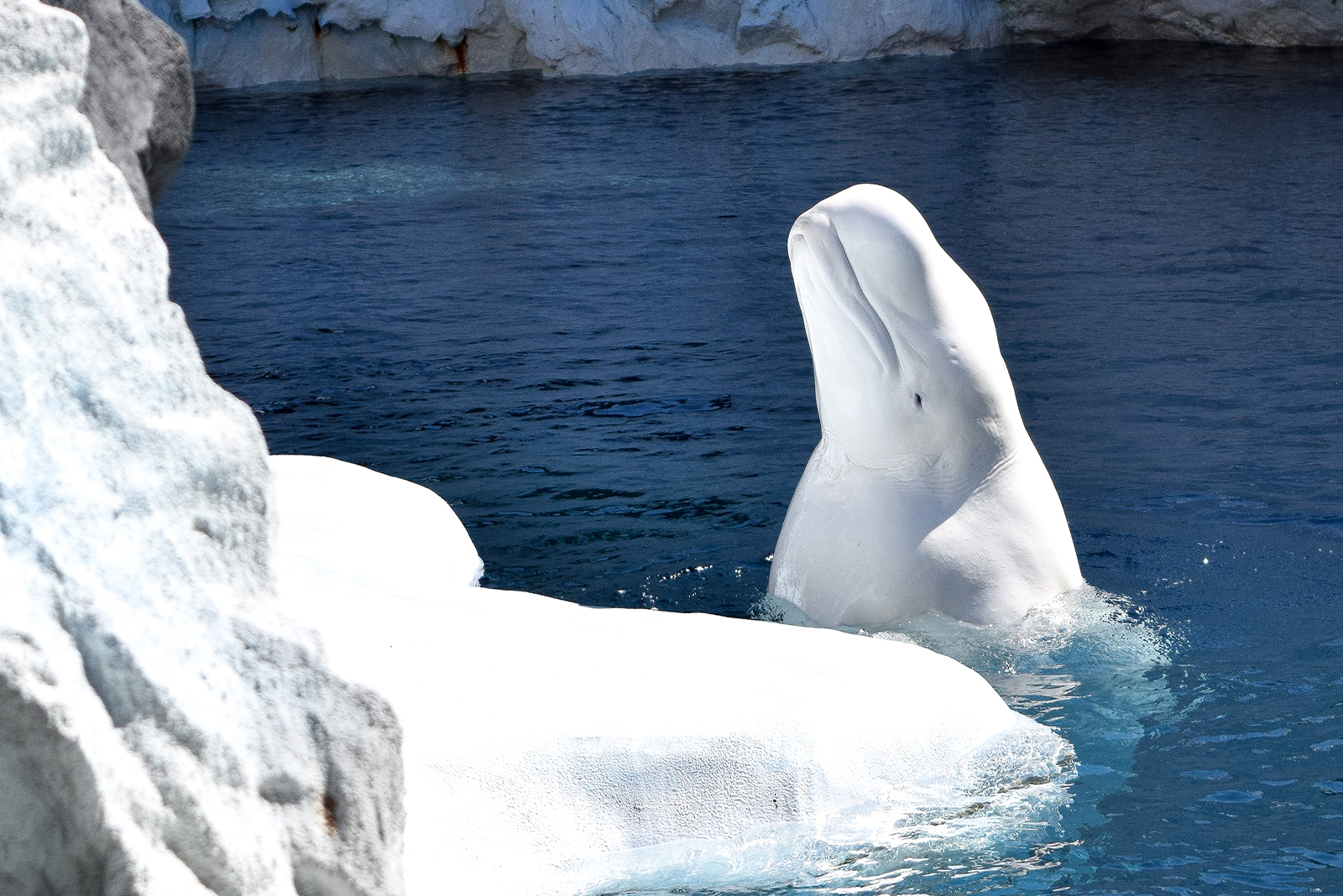 Beluga Whale