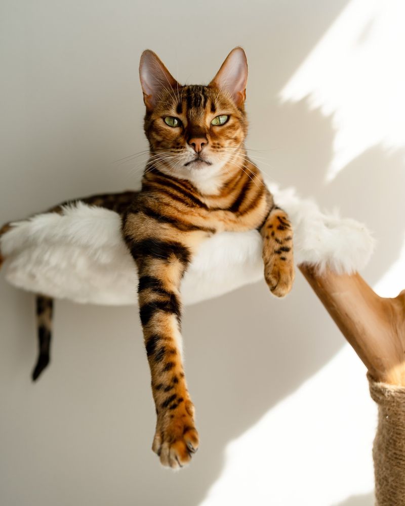 Bengal