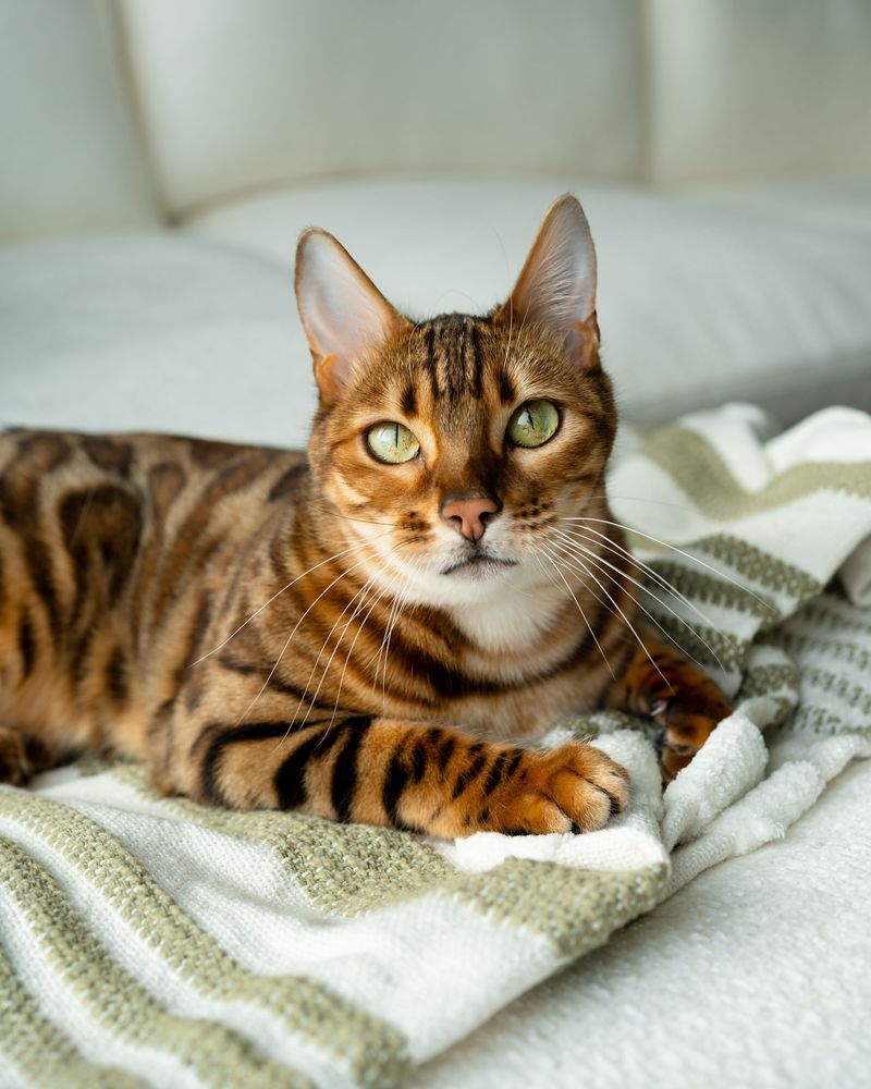 Bengal