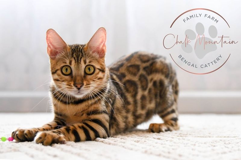 Bengal