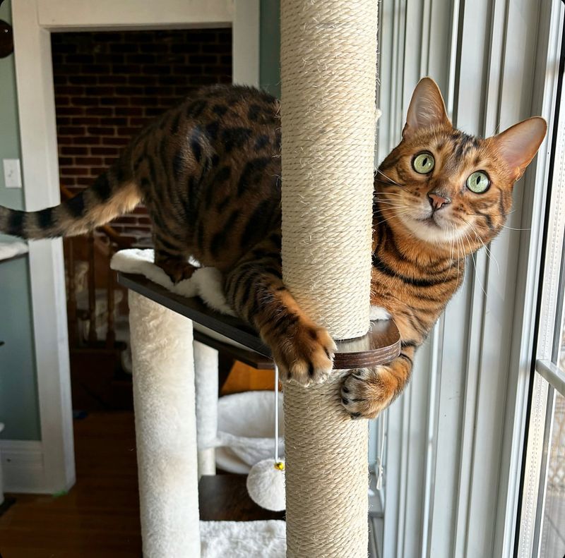 Bengal