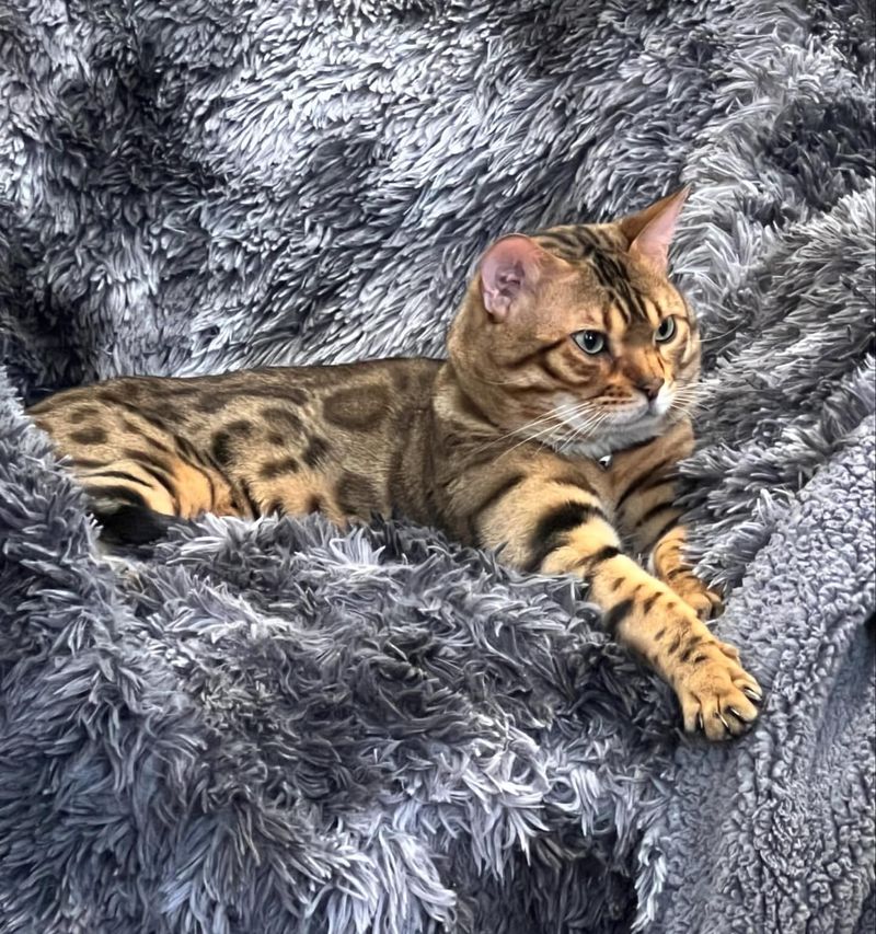 Bengal