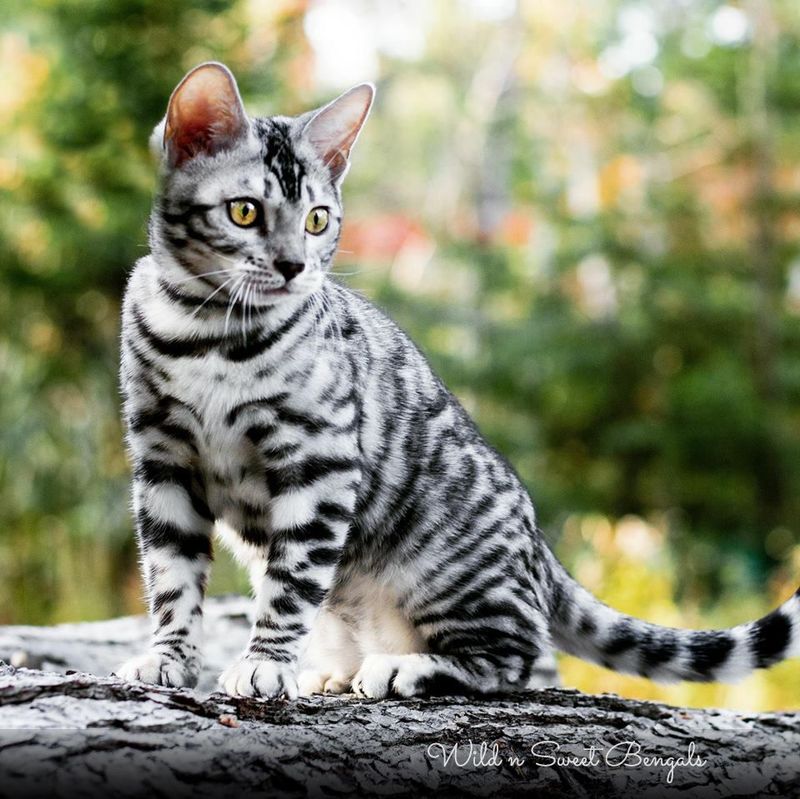 Bengal