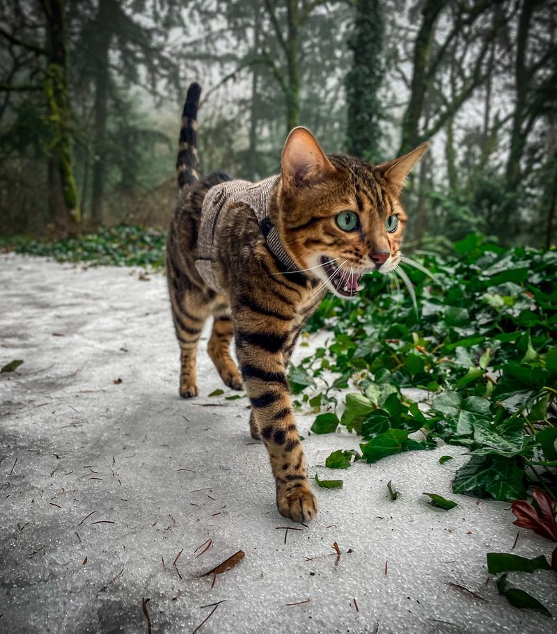 Bengal Cat