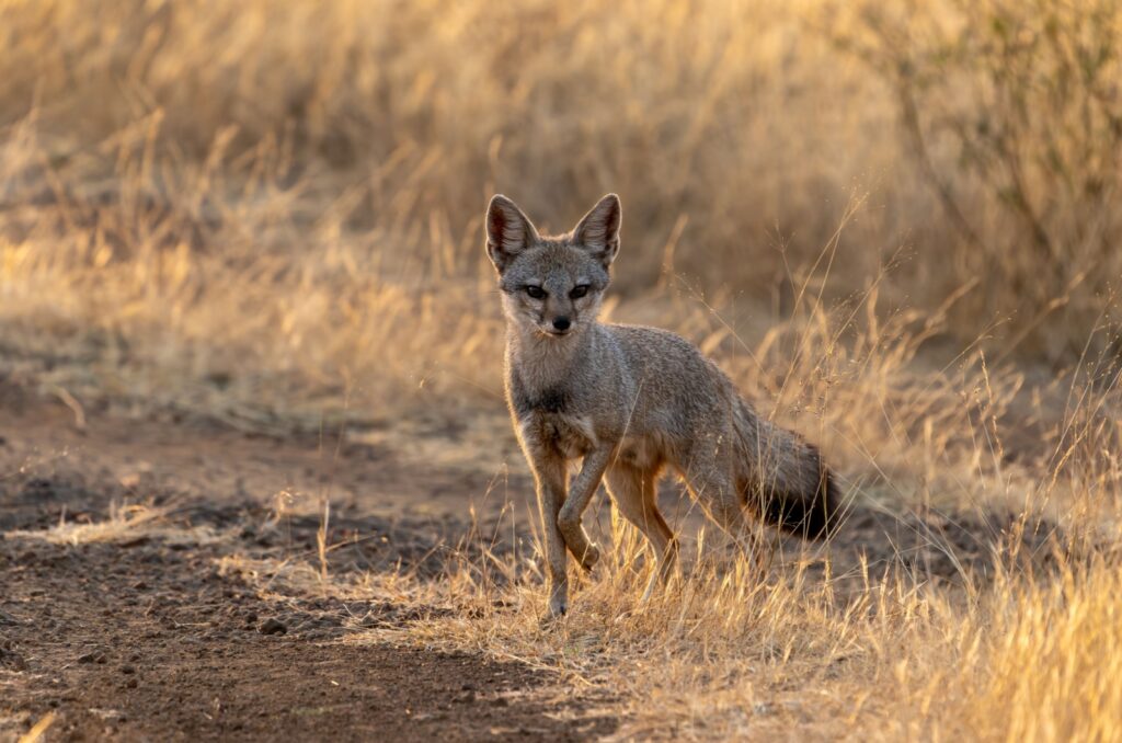 Bengal Fox