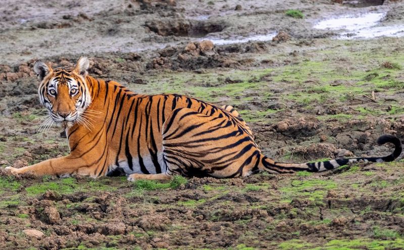 Bengal Tiger