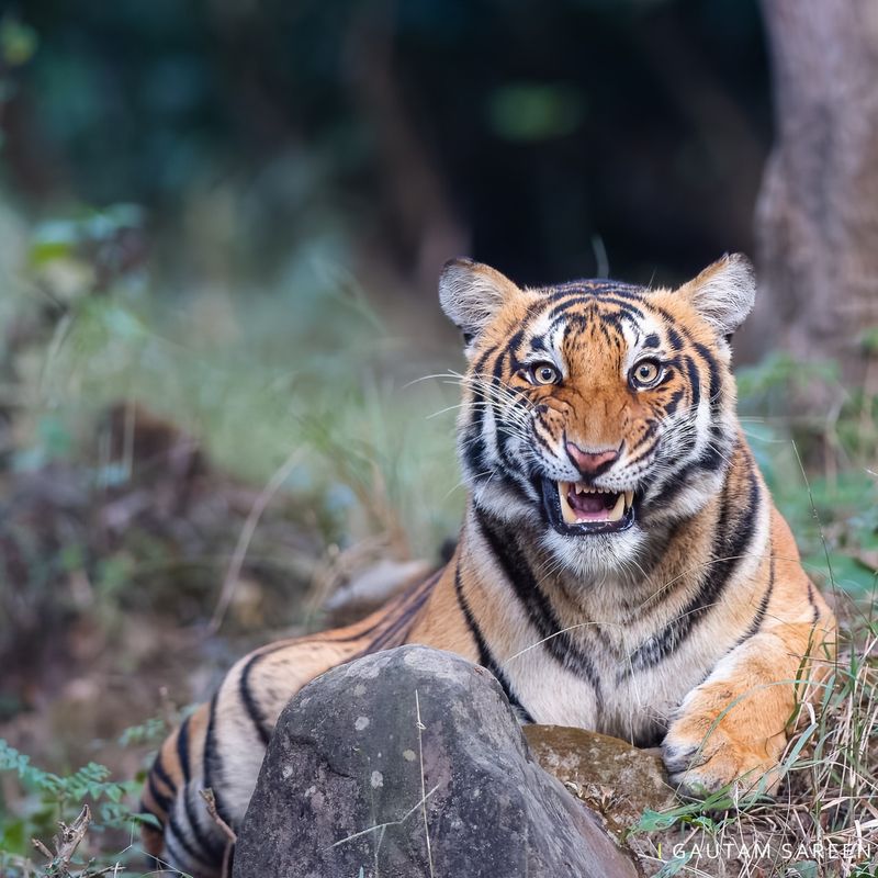 Bengal Tiger