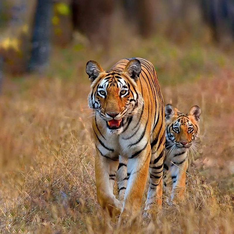 Bengal Tiger