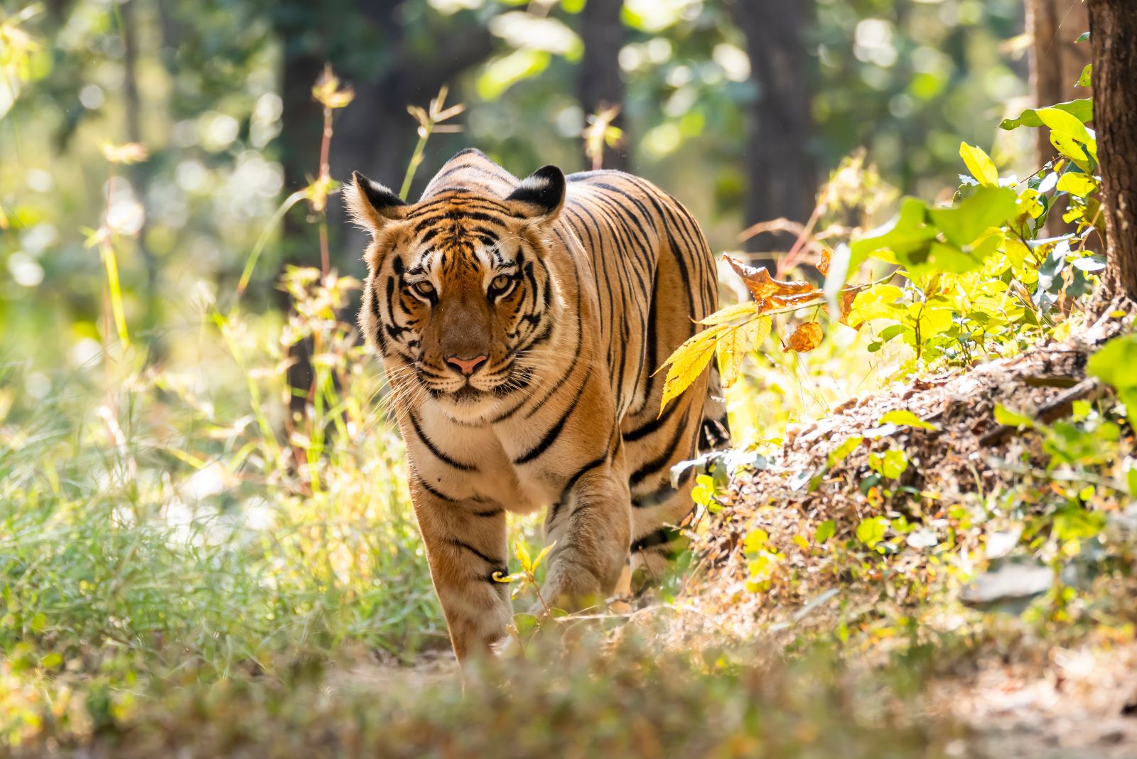 Bengal Tiger