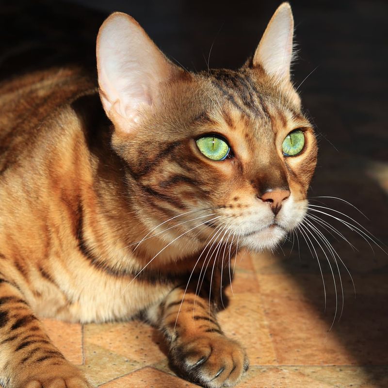 Bengal