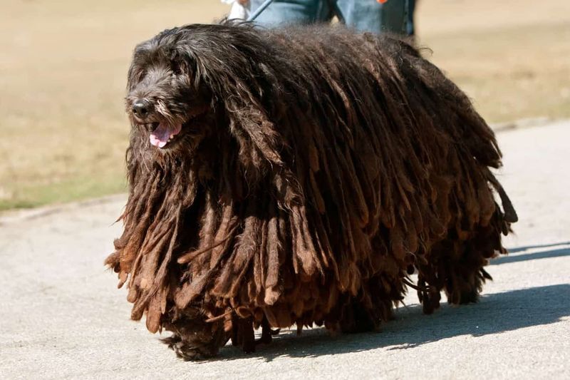 Bergamasco Sheepdog