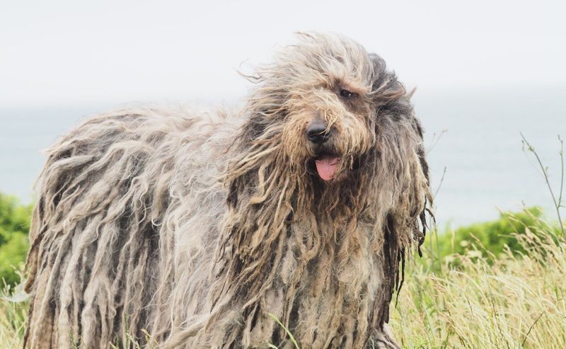 Bergamasco Shepherd