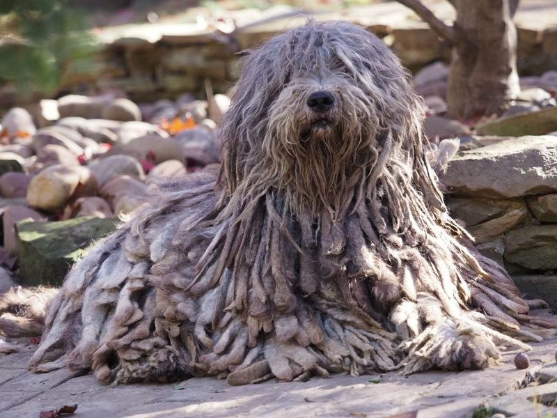 Bergamasco Shepherd