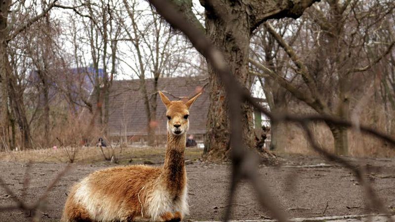 Berlin Zoo, Germany