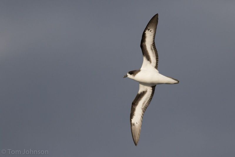 Bermuda Petrel