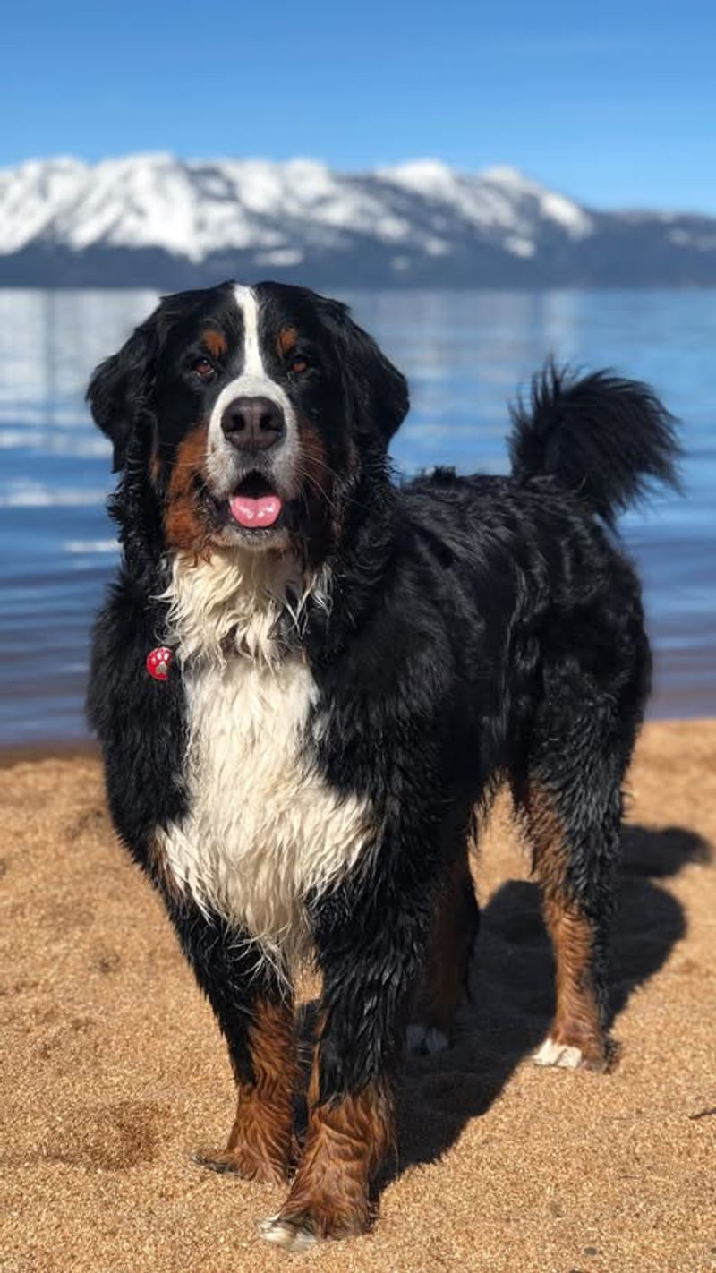 Bernese Mountain Dog