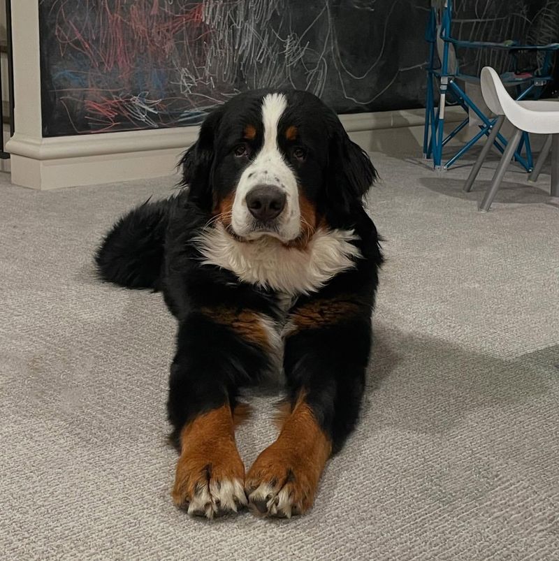 Bernese Mountain Dog